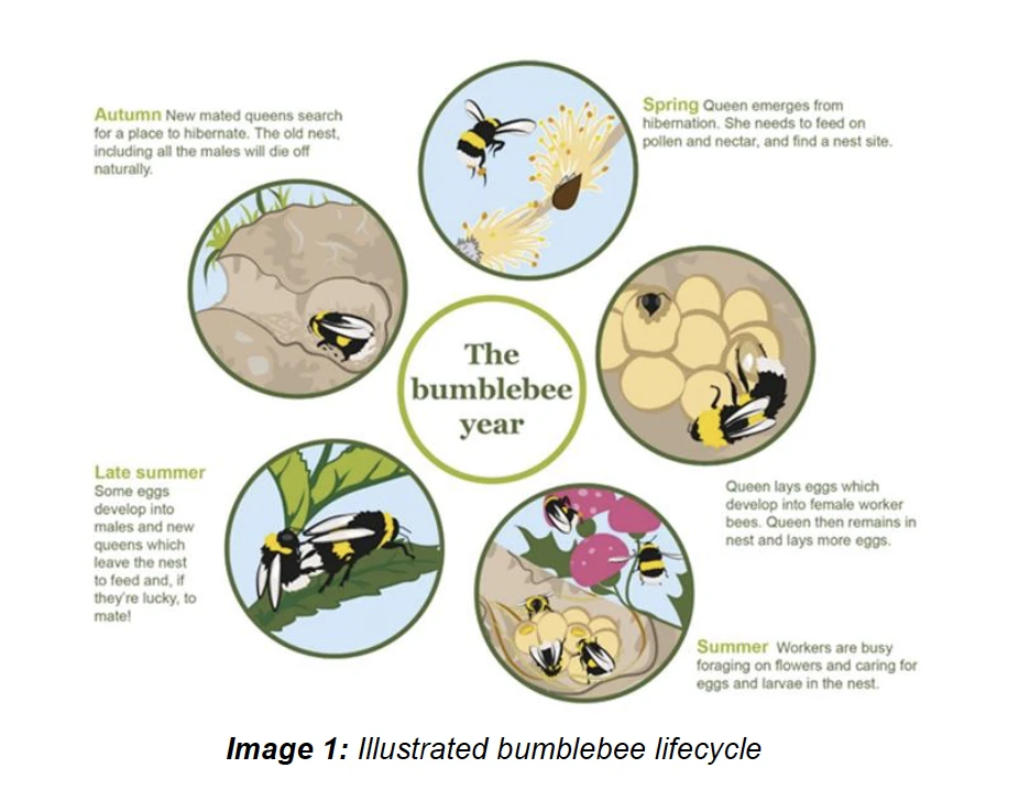 FirstStage Studios Bumblebee Study 2026