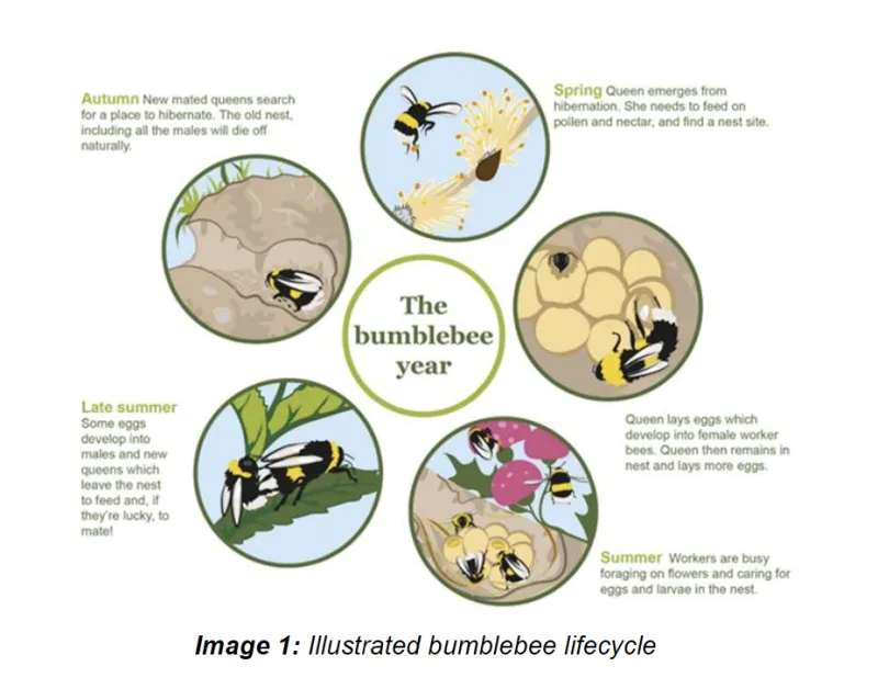 FirstStage Studios Bumblebee Study 2026